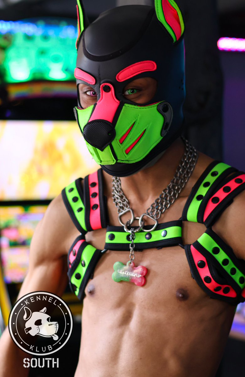 Gizmo the VII: It's cold ya'll ✨ (@gizmothevii) on Twitter photo Back to June '24, looking hot... because it was hot, duh! 🥵 living the good times at <a href="/KennelKlubSouth/">Kennel Klub South</a>
Heterochromia realness ✨👀✨
#ThrowbackThursday Back to June '24, looking hot... because it was hot, duh! 🥵 living the good times at <a href="/KennelKlubSouth/">Kennel Klub South</a>
Heterochromia realness ✨👀✨
#ThrowbackThursday