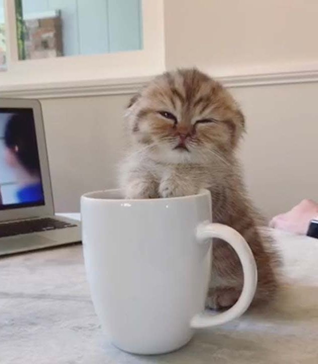 ymuchosmemes's tweet photo. ¡Buenos días, rebonicos! ¿Café y gatitos? https://t.co/bNpeidi27E