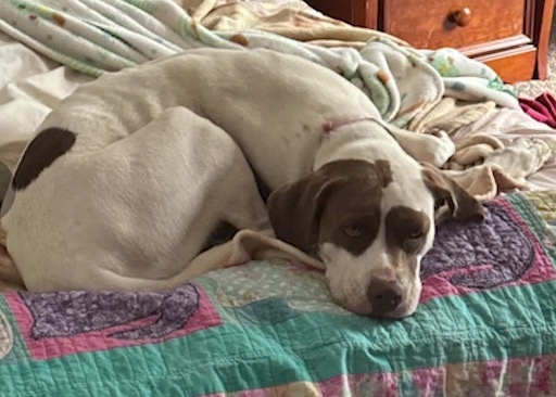 MirrorUSNews's tweet photo. Family dog shot dead by cop responding to 'bogus' noise complaint call
https://t.co/L3H7RH6oec https://t.co/y6Iz9ME9Mp