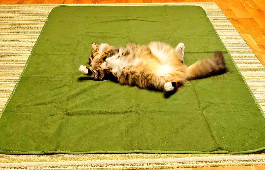 kanikama710's tweet photo. 新しいマットにはしゃいでいる🤭　

#ノルウェージャンフォレストキャット 
#猫のいる暮らし https://t.co/ATtowtqRQv