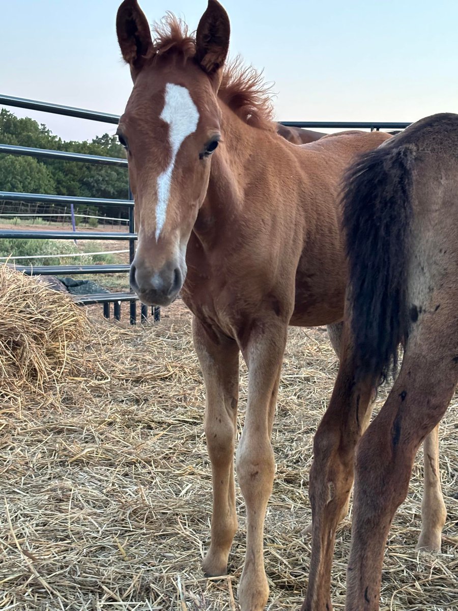 Sally Madigan (@moodysally1) on Twitter photo I was so excited we received the first 2 matches totaling $1800 in record time but trying to complete the 2X match for the generous $7500 match is stalling <a href="/WildCorp/">Salvation Wild Mustang Sanctuary</a> has over 80 rescued #wildhorses & #burros from the slaughter pipeline & need Your Help to #Rt #Share #donate I was so excited we received the first 2 matches totaling $1800 in record time but trying to complete the 2X match for the generous $7500 match is stalling <a href="/WildCorp/">Salvation Wild Mustang Sanctuary</a> has over 80 rescued #wildhorses & #burros from the slaughter pipeline & need Your Help to #Rt #Share #donate