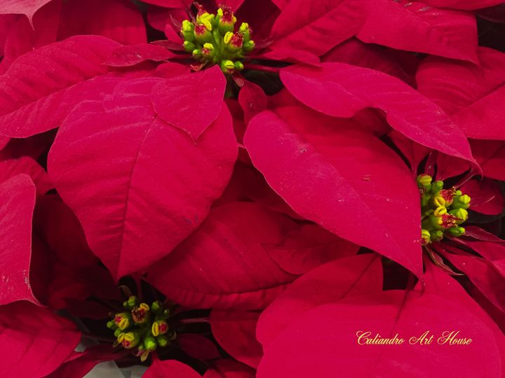 Lady24337's tweet photo. Happy Holidays
A festive close-up view of vibrant red poinsettias in full bloom.  The overall effect is a vivid, heartwarming splash of festive color, perfectly embodying the spirit of Christmas. 🎄✨ https://t.co/IodPibsM1y