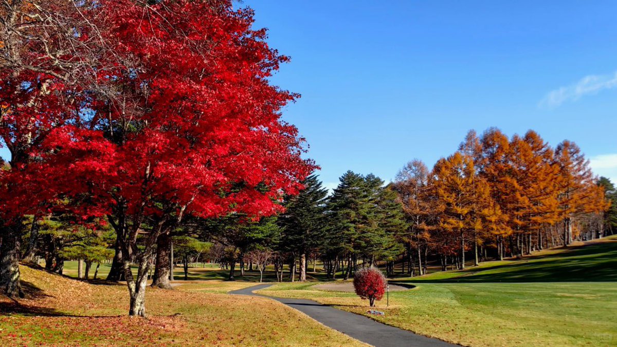 JoshLansky's tweet photo. 秋色爆発🍁 紅葉が高原を彩る、広大なゴルフ場で素晴らしいゲームを楽しんできました🏌️‍♀️🏌️‍♂️自然美とスポーツの魅力を存分に味わえました😍 https://t.co/ThF7SsXMoQ