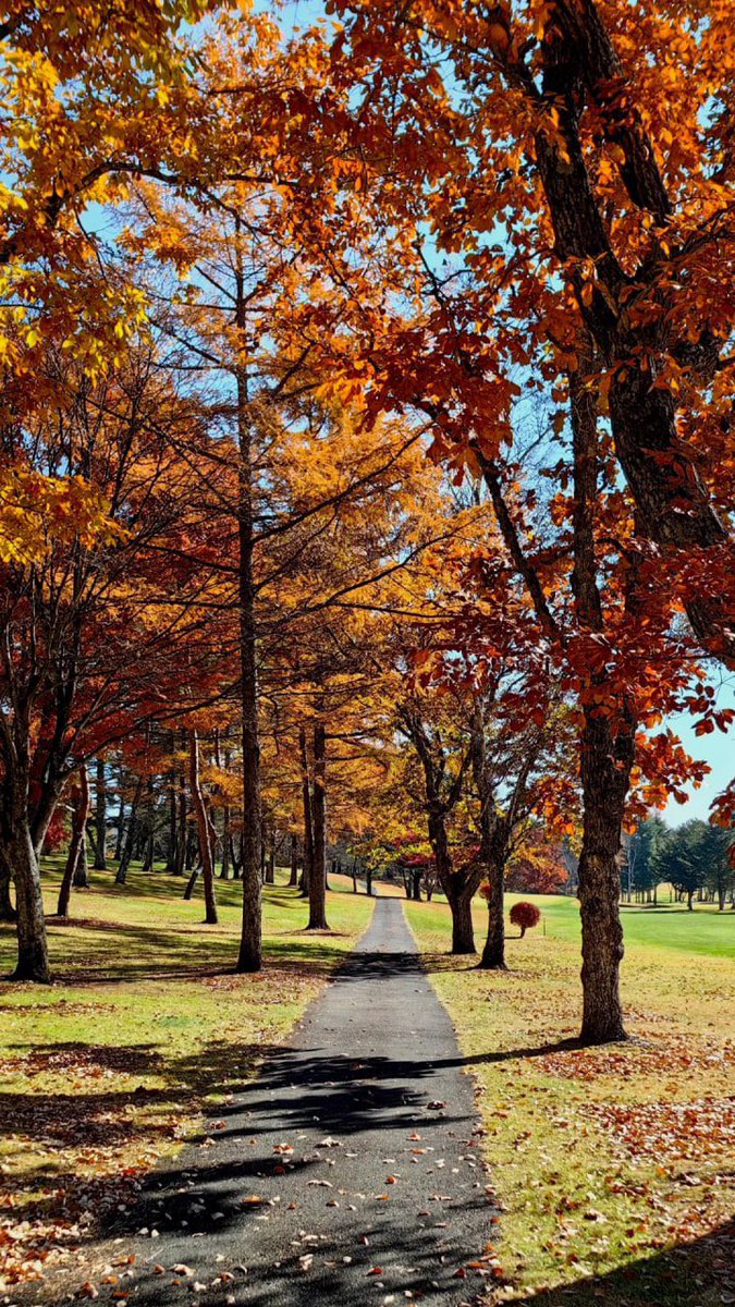 JoshLansky's tweet photo. 秋色爆発🍁 紅葉が高原を彩る、広大なゴルフ場で素晴らしいゲームを楽しんできました🏌️‍♀️🏌️‍♂️自然美とスポーツの魅力を存分に味わえました😍 https://t.co/ThF7SsXMoQ