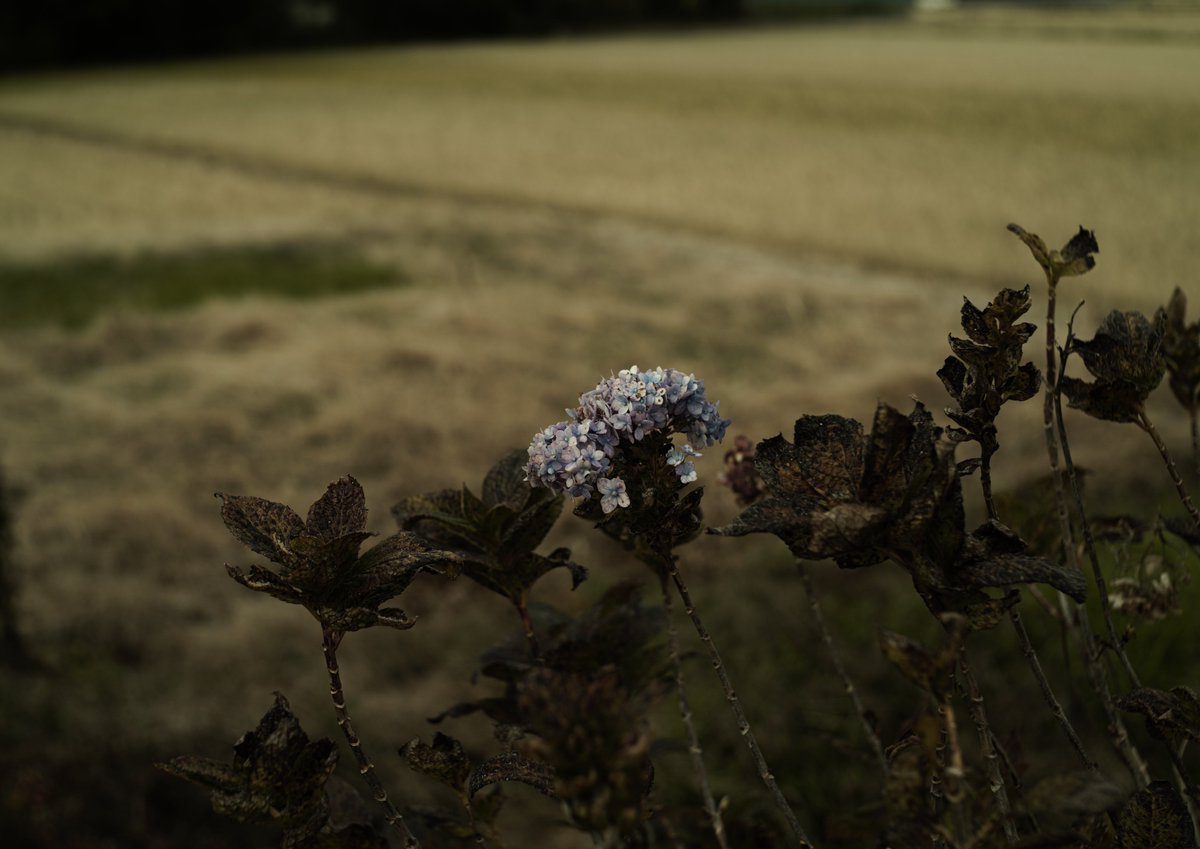 tune_h's tweet image. ペンタコンさんぽ
ひさびさにペンタコンを、
よいレンズです(^^)
#SIGMA
#SIGMAfpL 
#pentacon
#pentaconauto50mmf18
#旧東独製レンズ