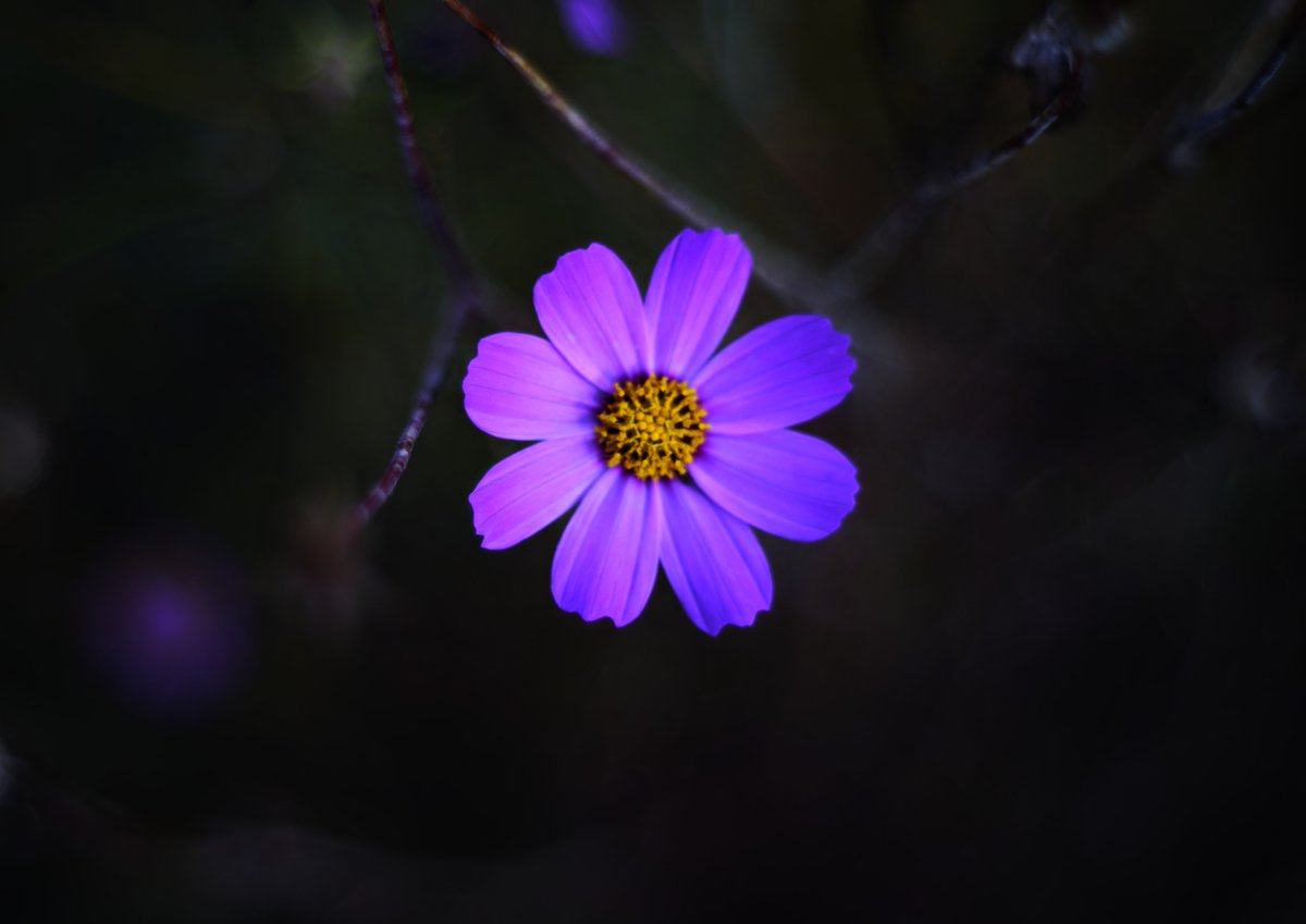 tune_h's tweet image. ペンタコンさんぽ
ひさびさにペンタコンを、
よいレンズです(^^)
#SIGMA
#SIGMAfpL 
#pentacon
#pentaconauto50mmf18
#旧東独製レンズ