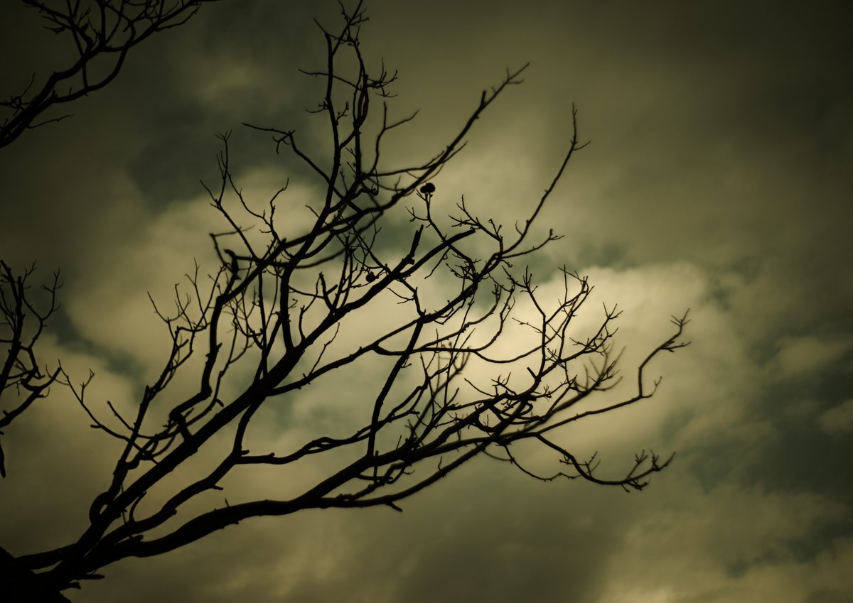 tune_h's tweet image. ペンタコンさんぽ
ひさびさにペンタコンを、
よいレンズです(^^)
#SIGMA
#SIGMAfpL 
#pentacon
#pentaconauto50mmf18
#旧東独製レンズ