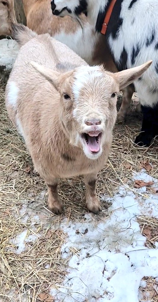 WinstonThatche4's tweet photo. I have a big mouth when I yawn!🥱 https://t.co/WARknPpdcJ