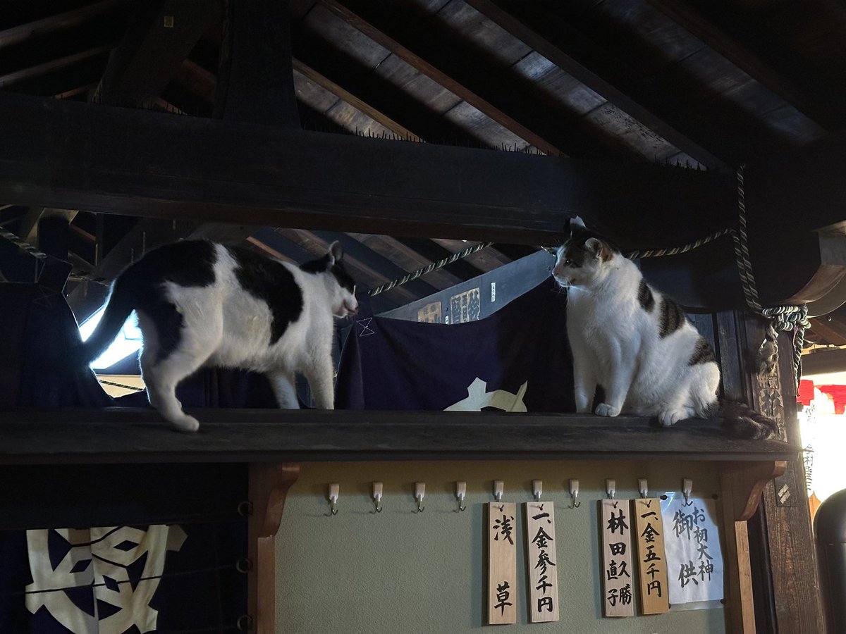I always take this path in Dotonbori to check in on the cats of Hōzenji