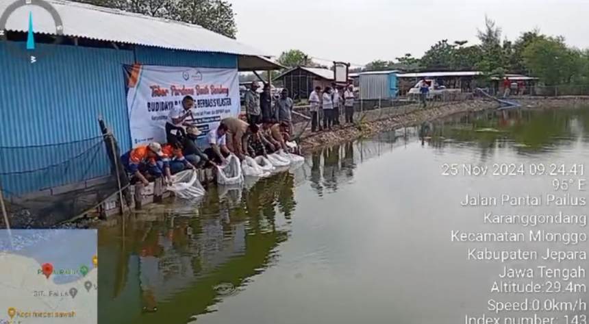 miss_iffa's tweet photo. Penebaran benih bandeng di tambak Pailus, Kecamatan Mlonggo kegiatan CSR PT Bhumi Jati Power kerjasama dengan BBPBAP Jepara.. 

#luhlapor
#GiatLuhkanSatminkalTEGAL

@PKBLU_bp3tegal https://t.co/wJC7xsNJVJ