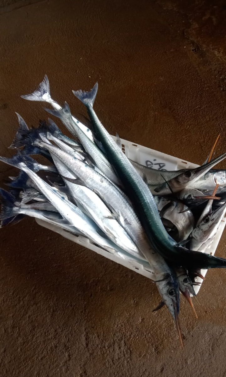 miss_iffa's tweet photo. Kamis, 5 Desember 2024 tangkapan nelayan desa jambu kecamatan mlonggo, ikan tidak sebanyak 50kg

#luhlapor
#GiatLuhkanSatminkalTEGAL

@PKBLU_bp3tegal https://t.co/RE1jmft1S7