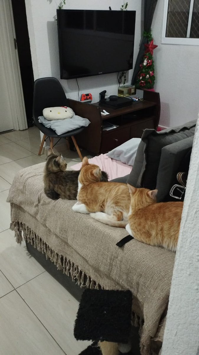 whatevergbs's tweet photo. Apareço aqui só pra posta foto de gato https://t.co/Kcnvaer3UV