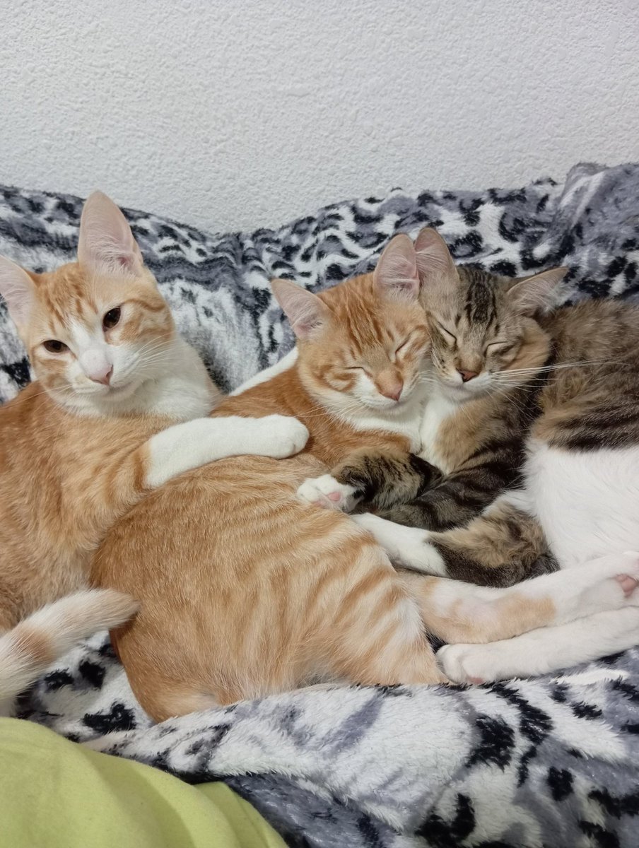 whatevergbs's tweet photo. Apareço aqui só pra posta foto de gato https://t.co/Kcnvaer3UV