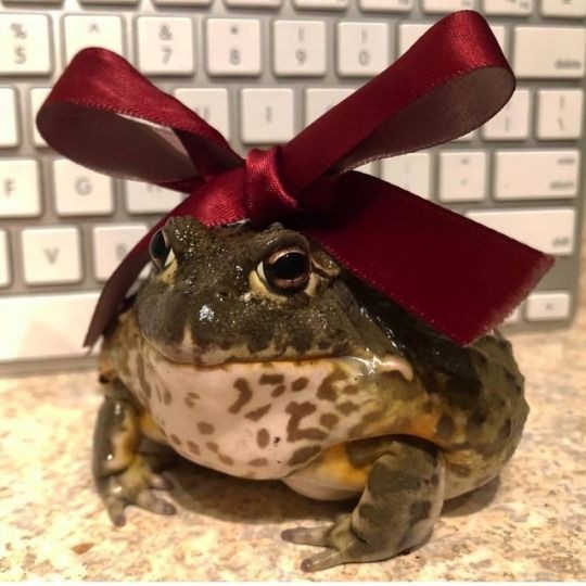 No Context Frogs (@nocontextfrogs) on Twitter photo 