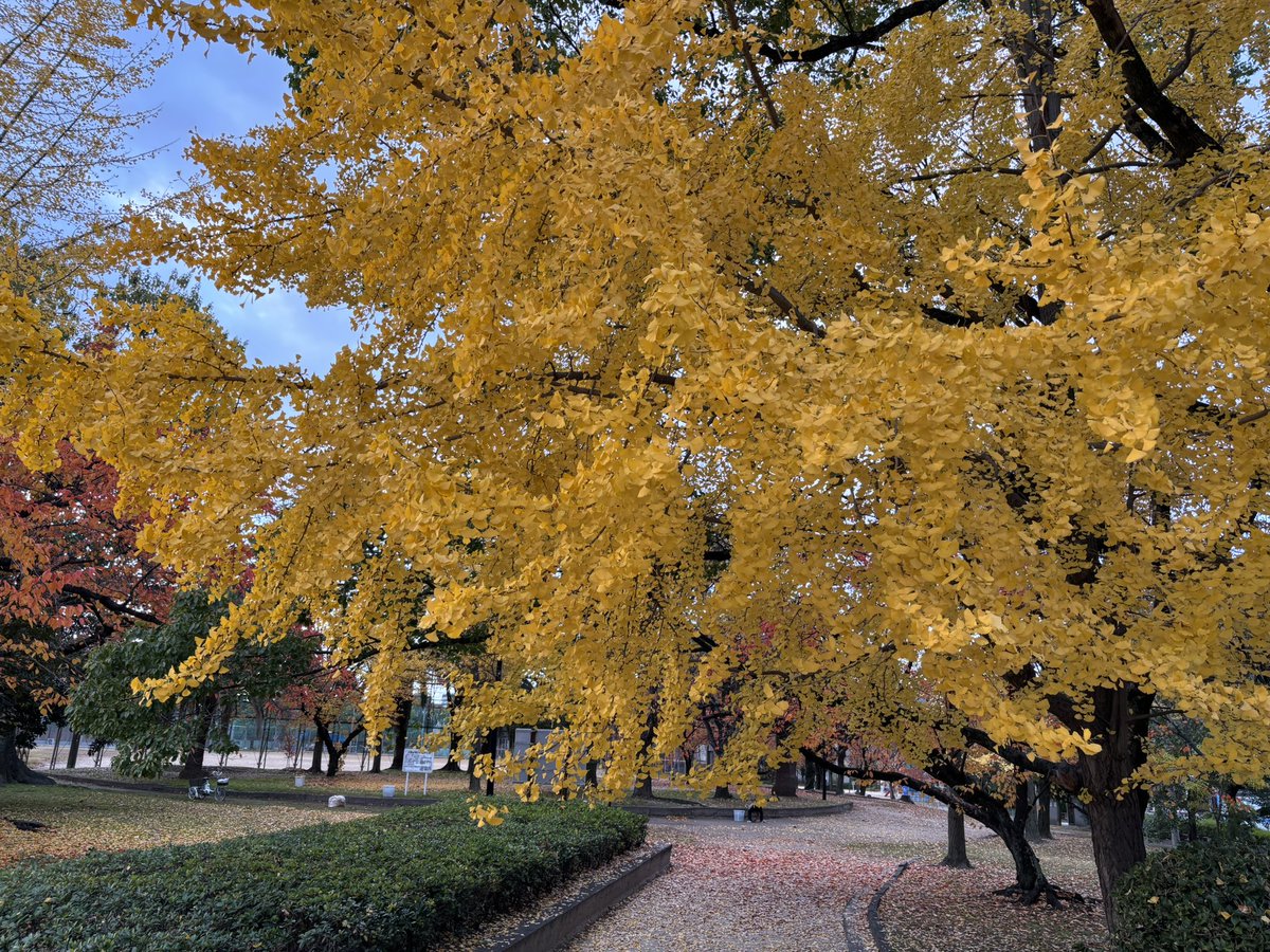 custom_chop's tweet image. I walked across four bridges early this morning. It felt so beautiful and peaceful. When you take the time to look, you’ll find many wonderful places nearby.

#walkingisfun