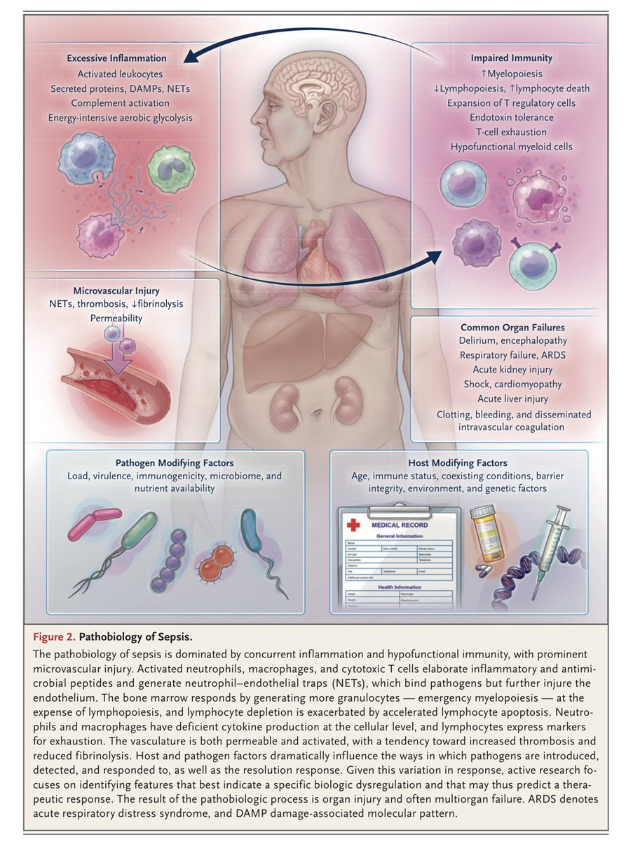 NephroPOCUS tweet media