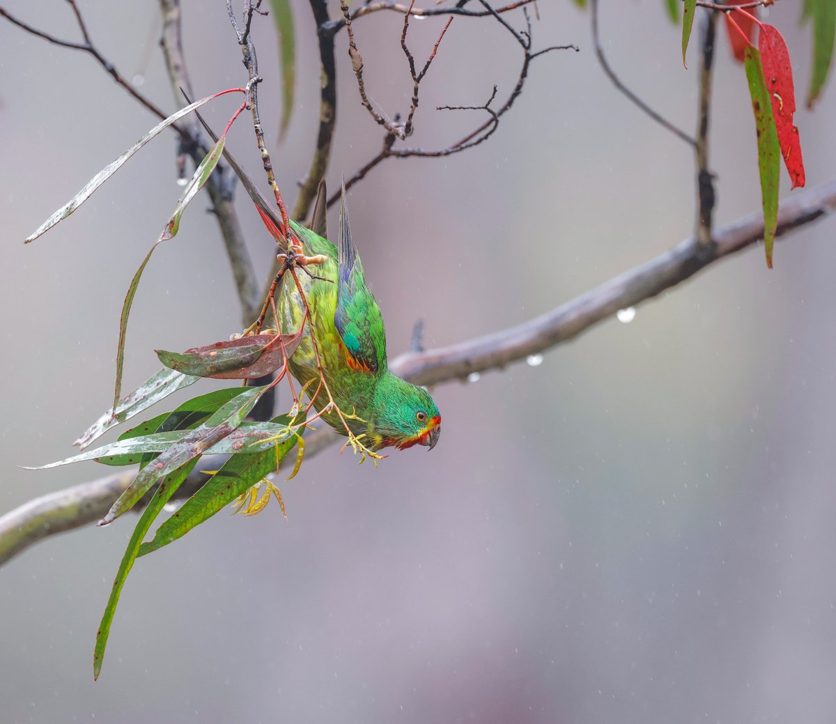 BobBrownFndn's tweet image. 🚨 Swift Parrots in a forest being logged now. Stunning images by Rob Blakers show these critically endangered birds within the boundaries of an active logging area in Tasmania’s Eastern Tiers. #SwiftParrots are on the brink of extinction. This destruction must stop. #Politas