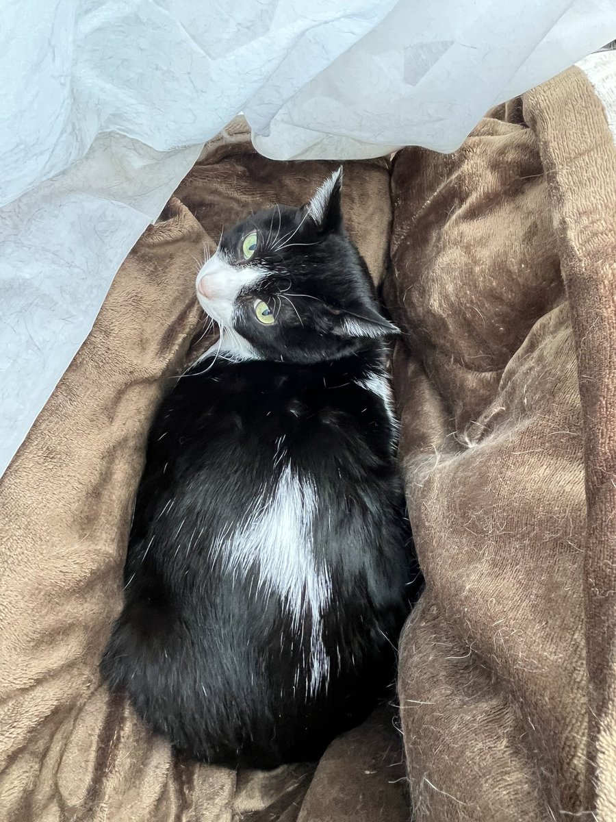 紫苑@オカメインコ迷子 tweet media