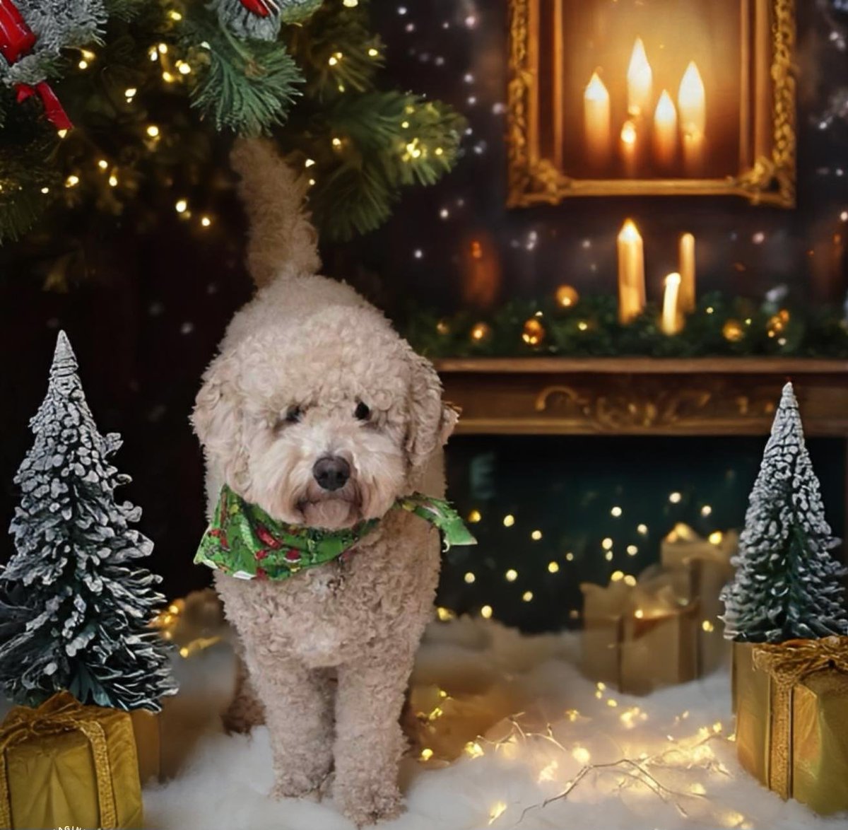 My little fluff ball, Sadie, is ready for Christmas 😍 Pray for the Christmas tree! 🎄