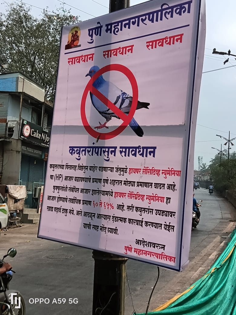 pulse_pune's tweet photo. The germs released through pigeon droppings mixed with feathers significantly increase the risk of "Hypersensitive Pneumonia," a lung-related disease. The Pune municipal corporation has warned of punitive action against those found feeding pigeons in open areas.

@PMCPune
#Pune #Pigeondropping