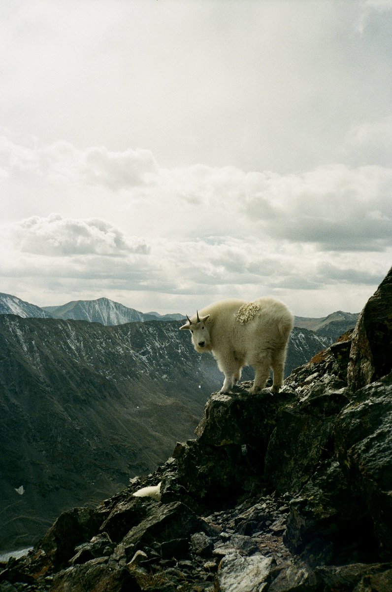 The moment I shot this with my crappy old film camera, I knew it was gonna hit 🐐🏔️