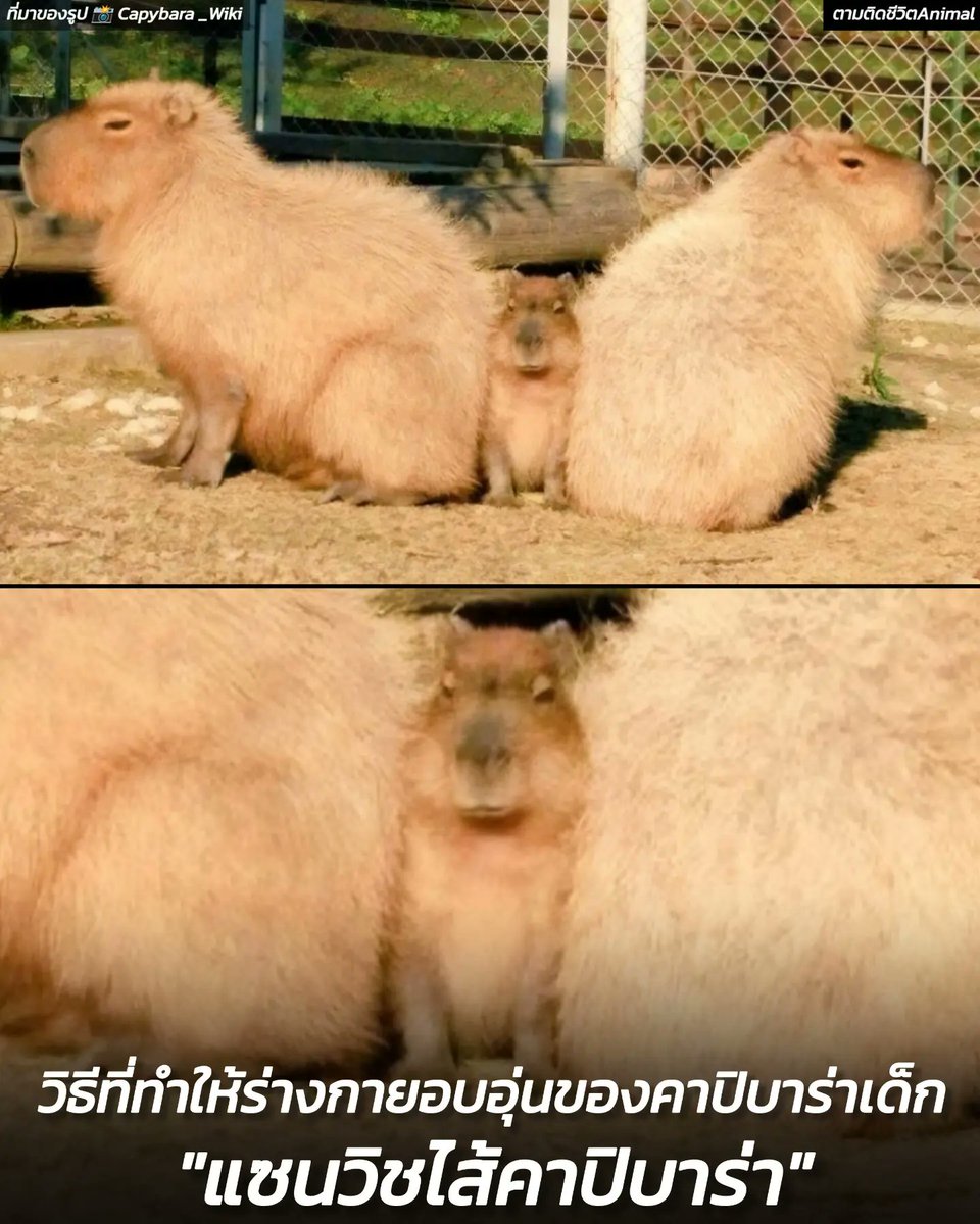 คาปิบาร่าเด็กที่ได้เรียนรู้ว่า ในฤดูหนาวนั้นแสงแดดอย่างเดียวไม่สามารถทำให้น้องอบอุ่นเท่าที่ควร และจากการสังเกตก็ทำให้น้องรู้ว่า การเข้าไปแทรกกลางระหว่างคาปิบาร่าตัวอื่น ก็จะทำให้ร่างกายอบอุ่นถึงสองเท่า กลายเป็น "แซนวิชคาปิบาร่าที่ทีไส้คาปิบาร่าอีกที"