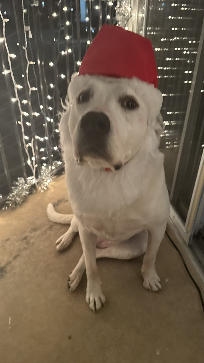 DeeMan0629's tweet photo. Chillin' with the holiday vibes ๐, got Paris decked out in her festive best ๐ฅฐ.
#xmas2024
#ParisB https://t.co/k9tlw0Gx75