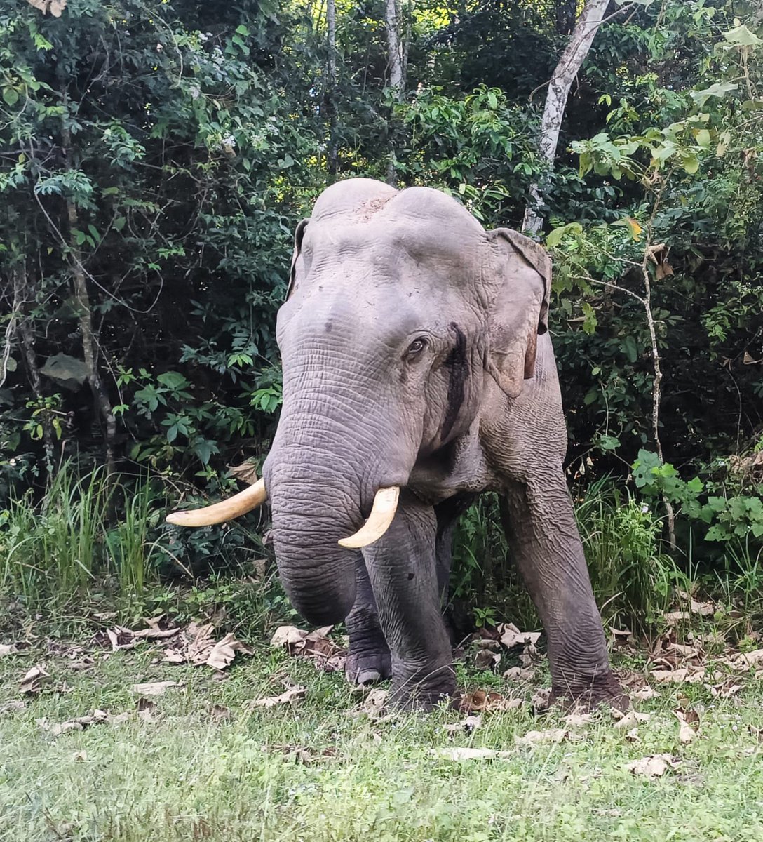 paulinbangkok44's tweet image. Good morning from #KhaoYai #Thailand