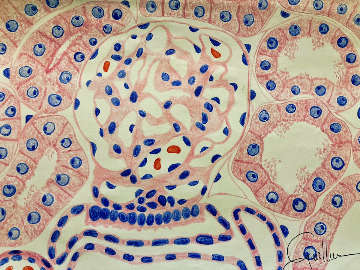 guigomidea's tweet photo. My hand-drawn illustration of the normal renal cortex, including the juxtaglomerular apparatus. #PathTwitter #pathx #pathart #pathology #histology https://t.co/MMqs4ELdhj