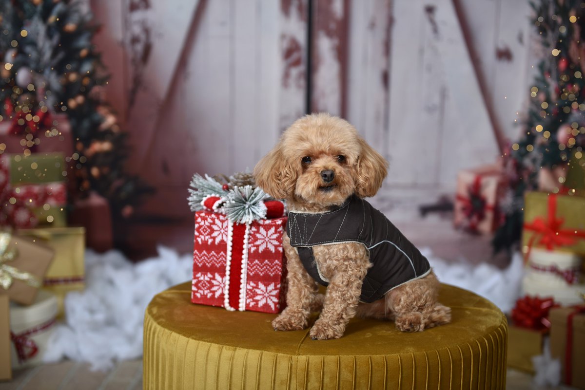 The TeaCup Dog tweet media