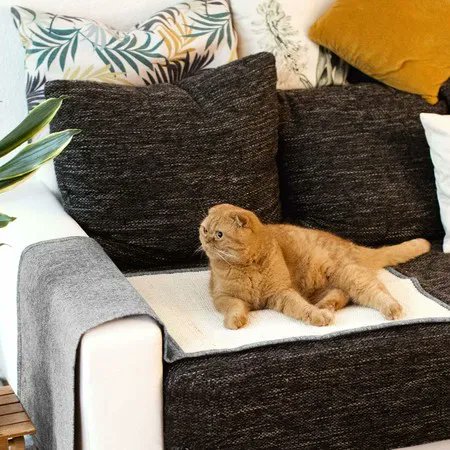 BestDealsCoNz's tweet image. 2pcs Cat Scratch Mats Sofa Protector
Buy Now &amp;gt;&amp;gt;&amp;gt; bit.ly/41l92hw
#catscratchmat #catscratchingpad #sofaprotector