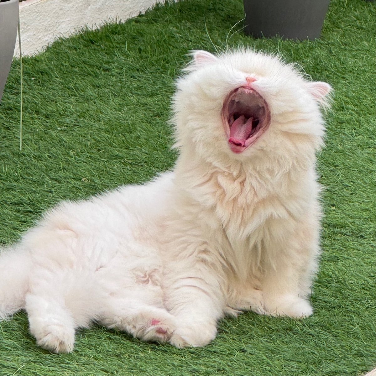 It's #Purrsday and that can only mean one thing - WEEKEND LOADING (for us, anyway)! What are your weekend plans?

Did you get my calendar yet? Here's da link again, just in case. *purrs*

createphotocalendars.com/Store/Moet+and…

xox

#cats #CatsOfX
