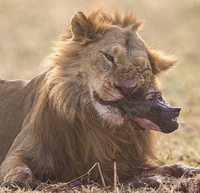 10 terrifying beauty of wildlife ~ A thread🧵

 📷Thread NOT suitable for sensitive people