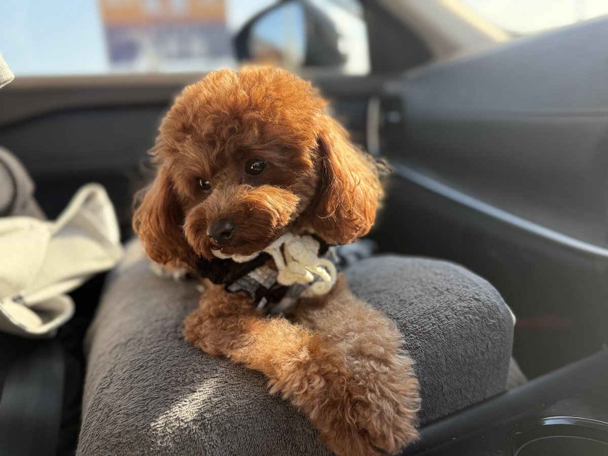 ティティのバースデイお出かけスタート😊

#誕生日 
#birthday 
#おでかけ 
#プードル
# プードルのいる生活