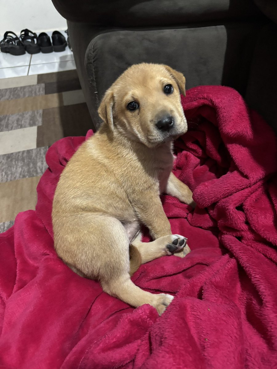 hopeunseok's tweet image. acabei de resgatar esse nenê no meio da rua no meio dos carros e tô muito mal