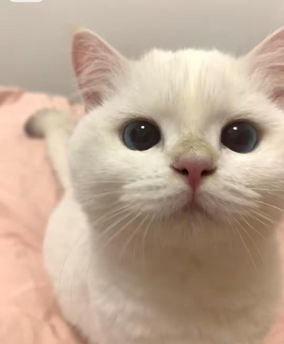 smallcutekitten's tweet photo. Those eyes! 😻 https://t.co/s3bdPcSMOX