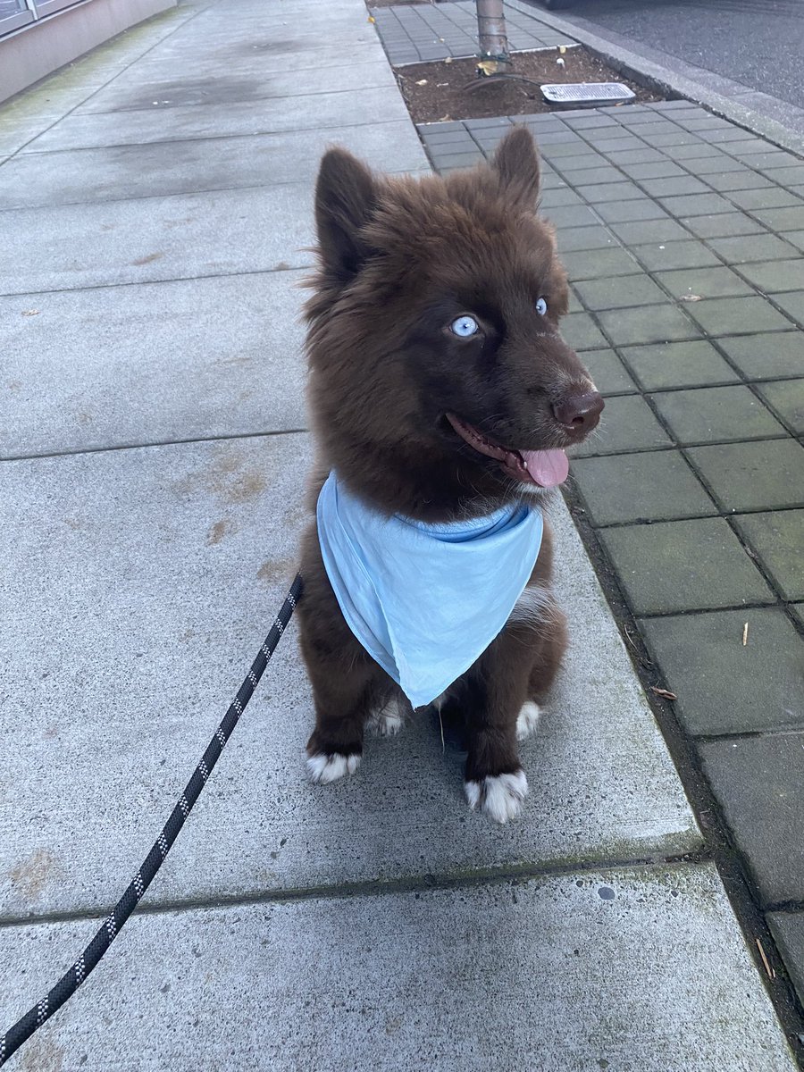 ChocoHIHusky's tweet photo. Theo’s Defying Gravity

#husky #huskypuppy #brownhusky #chocolatehusky #redhusky #puppy #puppylove #puppygram #puppylife #puppyoftheday #dog #dogsofinstagram #portland #oregon https://t.co/Stu08iwpDI