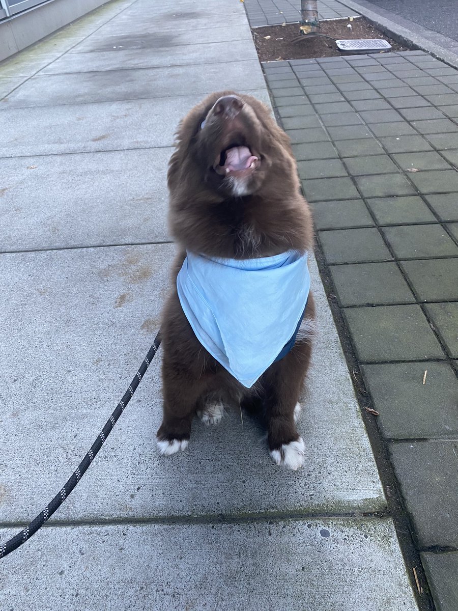 ChocoHIHusky's tweet photo. Theo’s Defying Gravity

#husky #huskypuppy #brownhusky #chocolatehusky #redhusky #puppy #puppylove #puppygram #puppylife #puppyoftheday #dog #dogsofinstagram #portland #oregon https://t.co/Stu08iwpDI