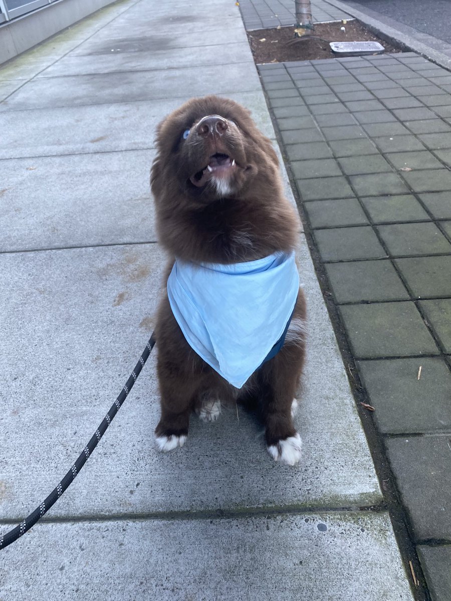 ChocoHIHusky's tweet photo. Theo’s Defying Gravity

#husky #huskypuppy #brownhusky #chocolatehusky #redhusky #puppy #puppylove #puppygram #puppylife #puppyoftheday #dog #dogsofinstagram #portland #oregon https://t.co/Stu08iwpDI
