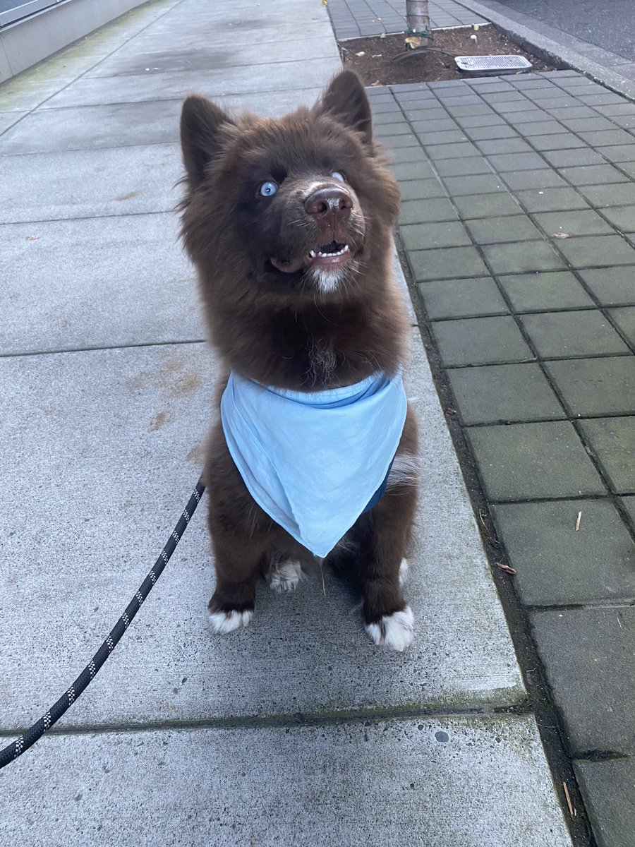 ChocoHIHusky's tweet photo. Theo’s Defying Gravity

#husky #huskypuppy #brownhusky #chocolatehusky #redhusky #puppy #puppylove #puppygram #puppylife #puppyoftheday #dog #dogsofinstagram #portland #oregon https://t.co/Stu08iwpDI