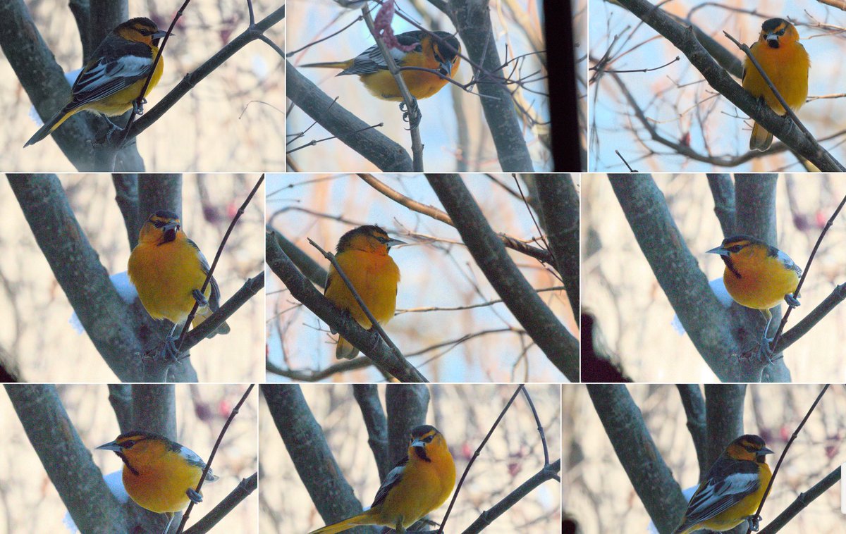 Windham County #239 - Bullock’s Oriole. This bird is the third documented record for the state of VT and the first in nearly 30 years (1996).