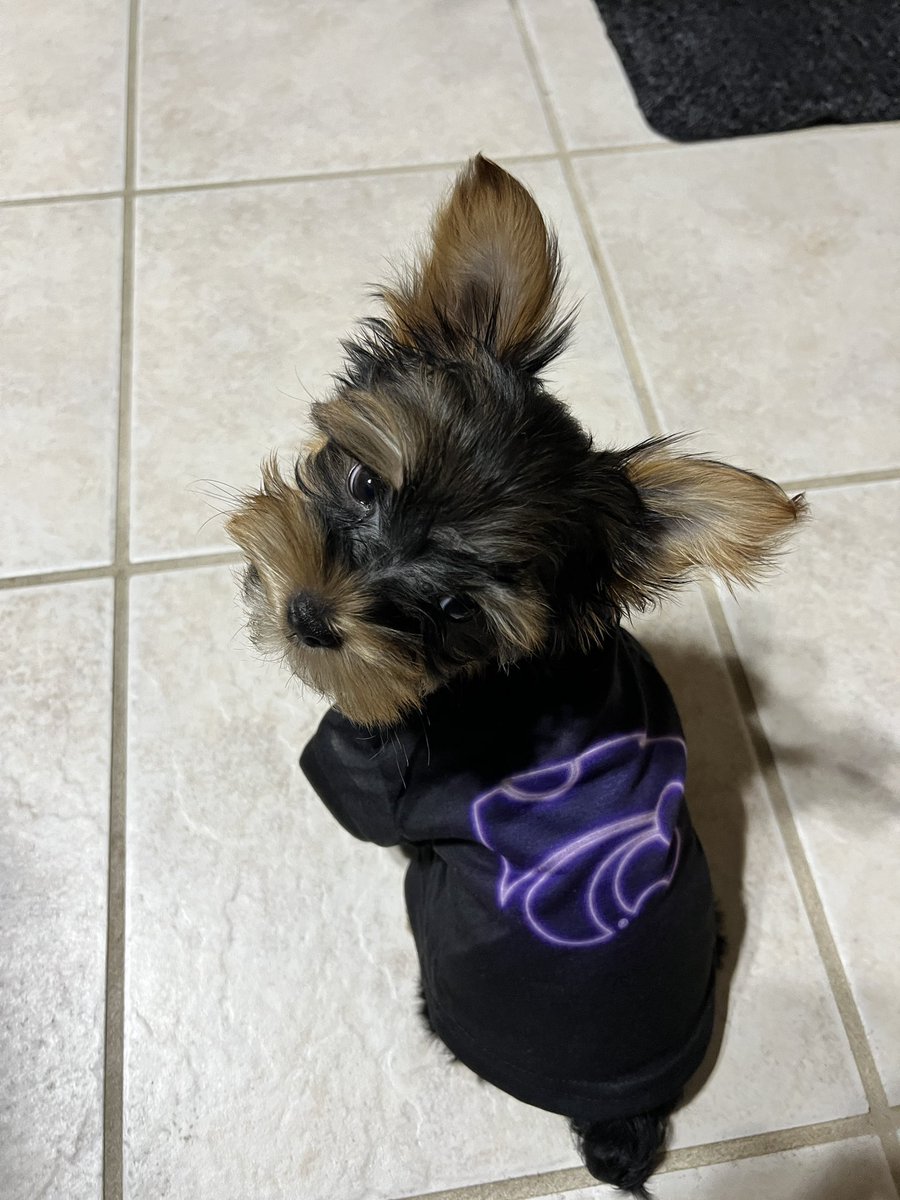 kstatevangirl's tweet photo. My new sister (parent’s new dog) is the smallest K-State fan around!! 😹 #EPAW Miss Dollie will only cheer for the Wildcats!! #Yorkie #2.8lbs https://t.co/2wS9kb4NEW