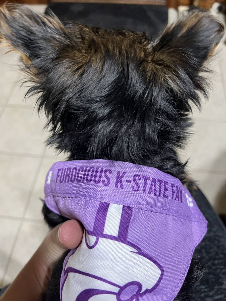 kstatevangirl's tweet photo. My new sister (parent’s new dog) is the smallest K-State fan around!! 😹 #EPAW Miss Dollie will only cheer for the Wildcats!! #Yorkie #2.8lbs https://t.co/2wS9kb4NEW