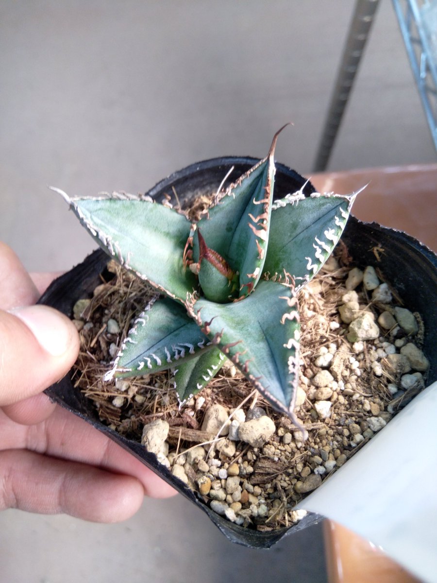 オテロイ　実生 実生チタノタ オテロイ 2024 | Pachytycedium