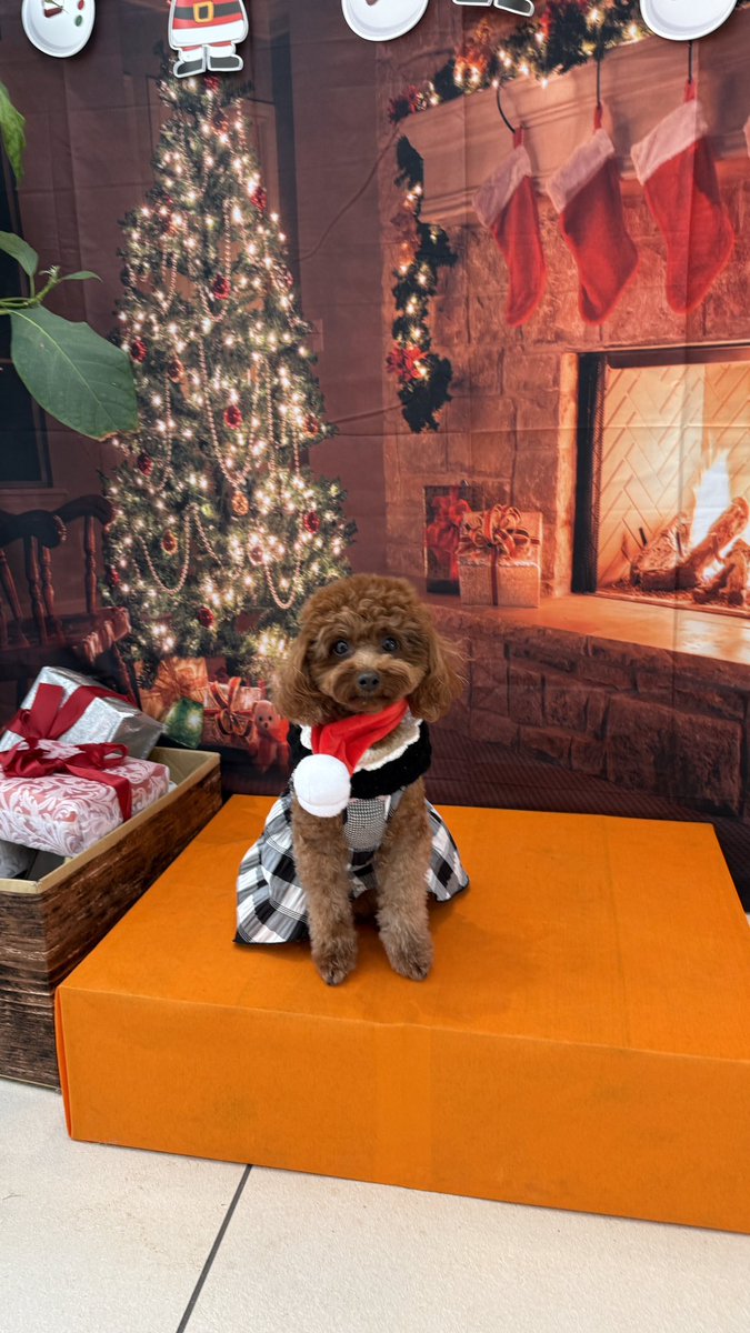 ペット可のレストランでランチ😄
外にはドッグラン！中では撮影ブースと犬好きにはたまらないレストラン😊
#誕生日
#ペット可
#レストラン
#プードル