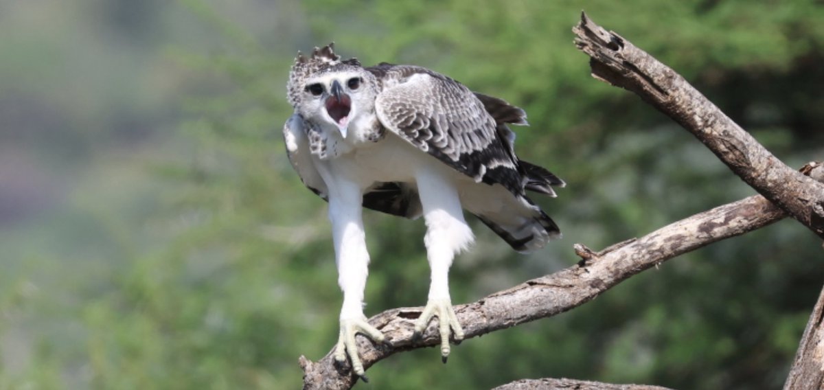 Chris Rodger tweet media