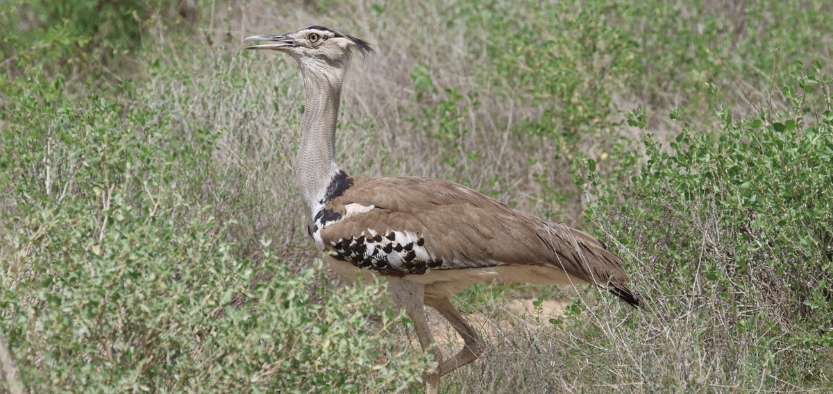 Chris Rodger tweet media