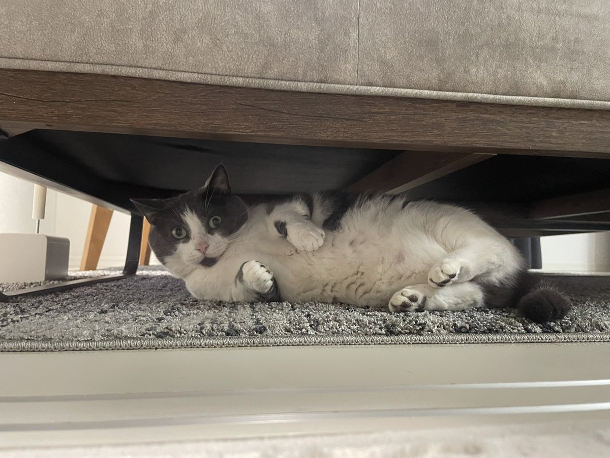 Tonsuke_cat's tweet photo. ソファー新調して、２匹とも
よくソファー下で寛ぐんだけど
こんなに丸出しだと踏みそうになってしまう。。。
危ないと思ってわしゃわしゃしておきました🤣❤️

※画像は撮った日が違います
#今日の猫のとんすけ #マンチカン 
#ハチワレ猫 https://t.co/Bj2m1CLphH
