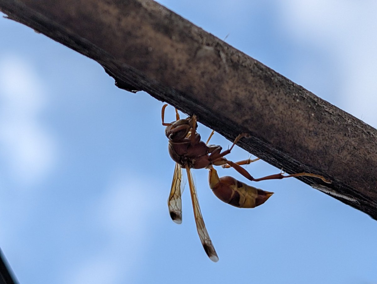 Siva_Bharani's tweet image. Very hard angle
Shot on #pixel9Pro
#Shotonpixel #NoEdit
4x shot 🫶