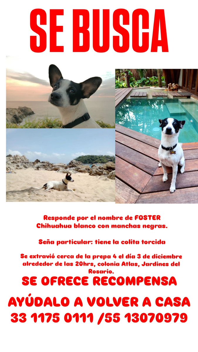 LauraArias7511's tweet photo. @Trafico_ZMG Buenas noches, nos ayudan a compartir, es la mascota de un niño con autismo y está devastado, agradecemos el apoyo de antemano. https://t.co/uUgwiXocGo